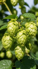 Fototapeta premium Verdant hop cones glistening with droplets, a refreshing visual for nature's bounty