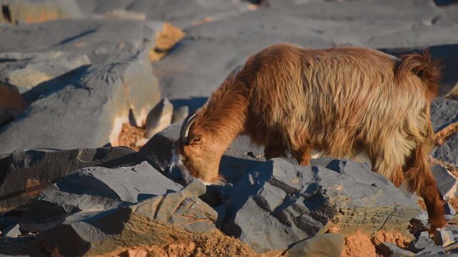Footage of a shaggy brown Arabian Tahr (Arabitragus jayakari) or wild mountain goat walking and foraging among dark, rugged rocks in the arid environment of Wadi Bani Khalid, Oman.