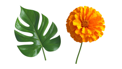 Vivid green monstera leaf beside a vibrant orange flower with detailed textures