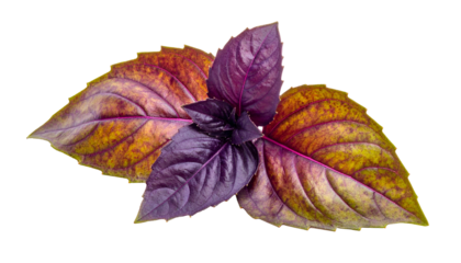 Close-up of vibrant purple basil leaves with intricate veins, isolated on black