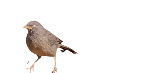 Brown Common Babbler bird walking on a white background showcasing its natural posture and ready for compositing on white and transparent background