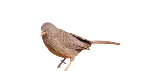 Common Babbler, Bird perched on a branch with a slender body and long tail showcasing natural brown and beige feathers white background cutout