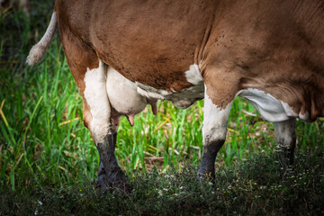 Close-up detail of the udder of a cow standing in a grassy pasture. The image focuses on the anatomy of the dairy animal in a natural outdoor environment.