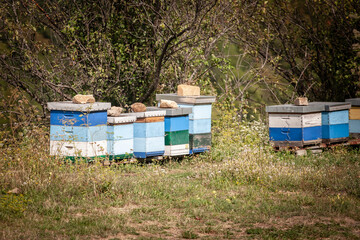 A row of colorful wooden beehives placed in a grassy rural field. The painted boxes are stacked near bushes, used for honey production in the countryside.