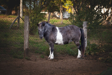 Black and white pony standing calmly in an outdoor rural enclosure. The small horse is seen in a natural farm environment with fencing and vegetation around.
