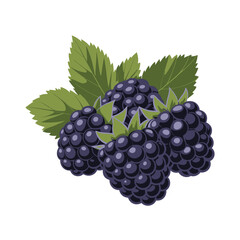 A vibrant cluster of ripe blackberries with lush green leaves displayed © ABDULLA