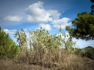 Clump of Giant Reed (Arundo donax) growing wild in a coastal Mediterranean zone. The tall cane-like plants with green leaves reach towards a bright blue sky.