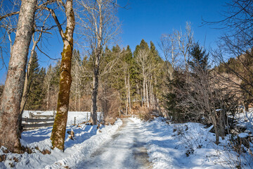 Frozen hiking path through snowy woodland in the Julian Alps, Slovenia, with ice on the trail, trees lining both sides and bright winter light under a clear blue sky.