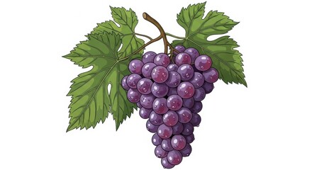 Fototapeta premium Vibrant grapes illustration with luscious purple hue and refreshing water droplets