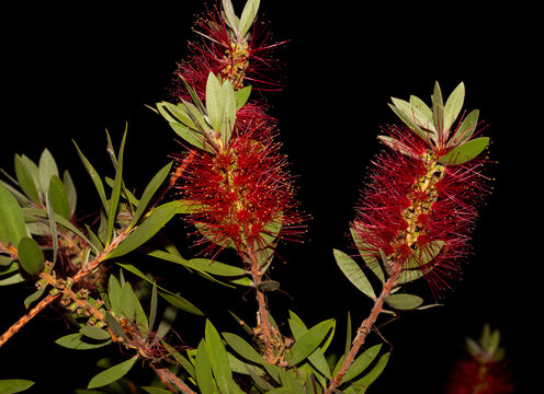 Callistemon, is a genus shrubs in the family Myrtaceae. Red bottle brush flower, on a black background.