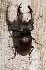 Lucanus cervus is the best-known species of stag beetle (family Lucanidae) in Western Europe. The imago is a male insect.