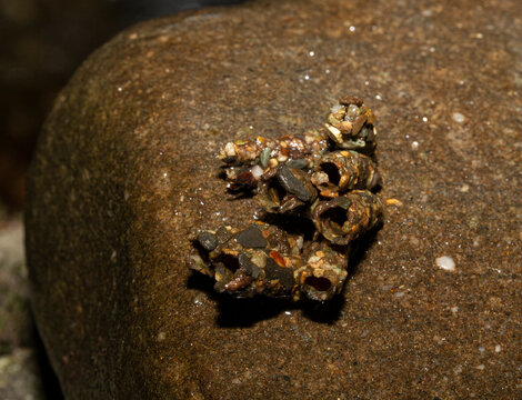 The caddisflies (order Trichoptera). Pupae. Larva with portable case of rock fragments.