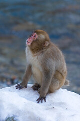 日本の風景・冬　長野県　地獄谷野猿公苑のニホンザル（スノーモンキー）