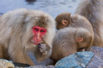 Fototapeta premium 日本の風景・冬 長野県 地獄谷野猿公苑のニホンザル（スノーモンキー）