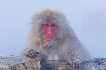 Obraz premium 日本の風景・冬 長野県 地獄谷野猿公苑のニホンザル（スノーモンキー）