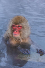 Obraz premium 日本の風景・冬 長野県 地獄谷野猿公苑のニホンザル（スノーモンキー）