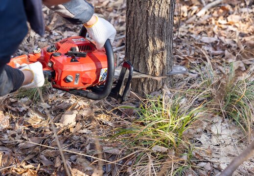 chainsaw in the forest