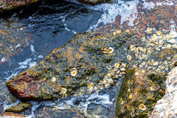 Rocky Urca Beach mussels shells clear water waves rocks Brazil.