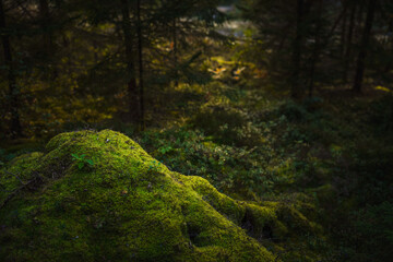 Obraz premium warm tones by the moss