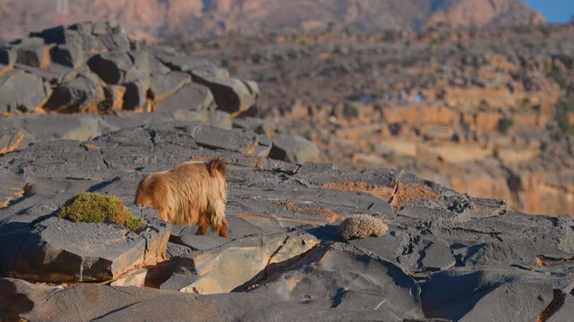 Footage of a wild mountain goat (likely an Arabian tahr or ibex) exploring the dramatic, arid cliffs and rocky terrain of Wadi Bani Khalid, a famous valley system in the Al Hajar Mountains of Oman