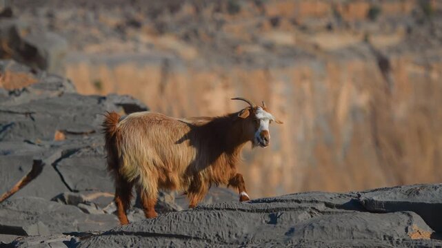 Footage of a shaggy, brown wild mountain goat standing on dark, rugged rocks in the arid, sunlit landscape of Wadi Bani Khalid, Oman. The dramatic cliffs and natural environment showcase the resilienc