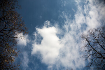 Sky, clouds and branches in sunny day