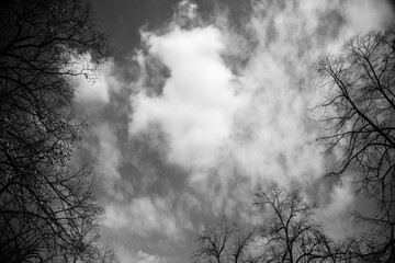 Sky, clouds and branches in sunny day