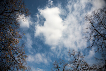 Sky, clouds and branches in sunny day