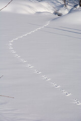 雪上の野生動物の足跡
