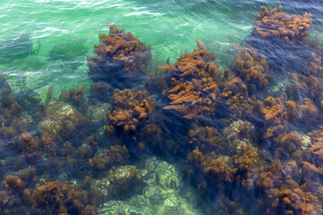 Coral reefs in the clear waters of the East Sea