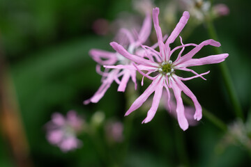 ピンクのカッコウセンノウの花のアップ

