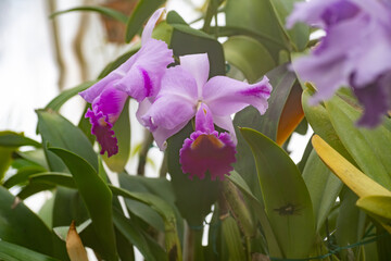 満開のカトレアの花
