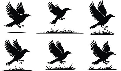 Obraz premium Collection of Minimalist black bird taking off from the ground silhouette vector icon