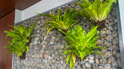 close up view of hanging plants on the rocks wall. green leaves. leaf. nature. interior, indoor. outdoor, exterior. cafe, coffee shop, restaurant. grey or gray. decor, decoration, decorative. style. 