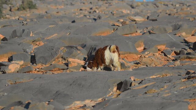 Footage of a domestic goat (or similar animal) navigating a dry, rocky riverbed (wadi) in the desert environment surrounding the Wadi Bani Khalid oasis in the Sultanate of Oman, Middle East.