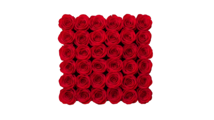 Vibrant red roses isolated on transparent background