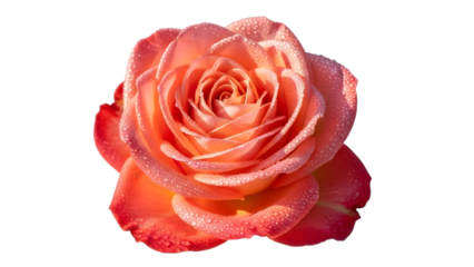Vibrant peach rose isolated on transparent background
