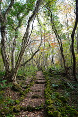 Obraz premium autumn path in the gleaming sunlight 