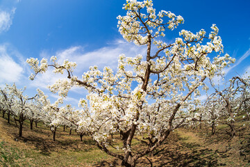 Naklejka premium Pear flowers bloom in spring