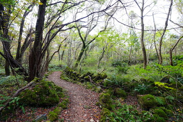 Obraz premium autumn path through old wild forest