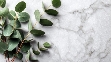 Green eucalyptus leaves with marble background natural flat lay composition