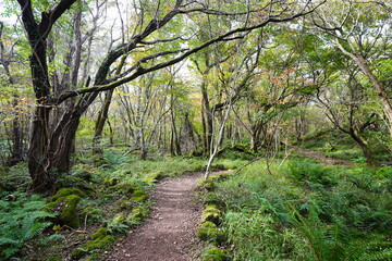 Obraz premium shiny autumn forest in the delightful sunlight