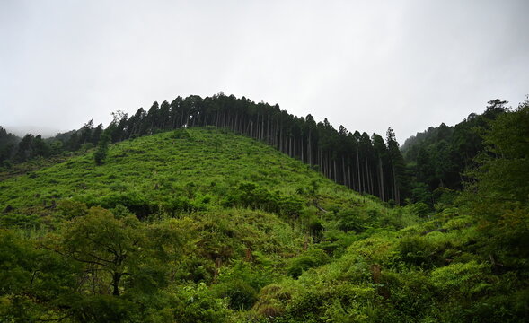 Ancient Trees Reach For the Overcast Sky Over Mount Kibune Near Kifune Shrine in Kyoto Japan