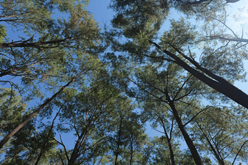 Fototapeta premium Looking up a canopy of trees with blue sky as forest bathing experience