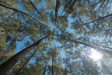 Looking up a canopy of trees with blue sky as forest bathing experience