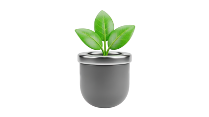 Green Plant in a Modern Pot