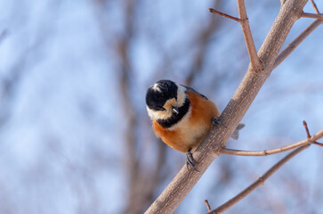 枝に止まるヤマガラ