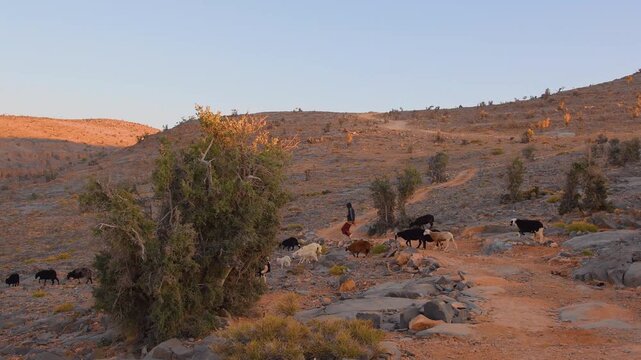 Footage capturing a herd of domestic goats grazing on sparse vegetation in the dry, rocky, and mountainous terrain surrounding Wadi Bani Khalid in the Sultanate of Oman.
