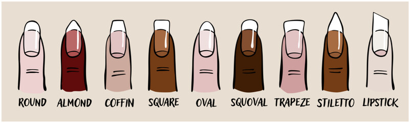 nail shape chart illustration &ndash; manicure nail shapes guide vector
