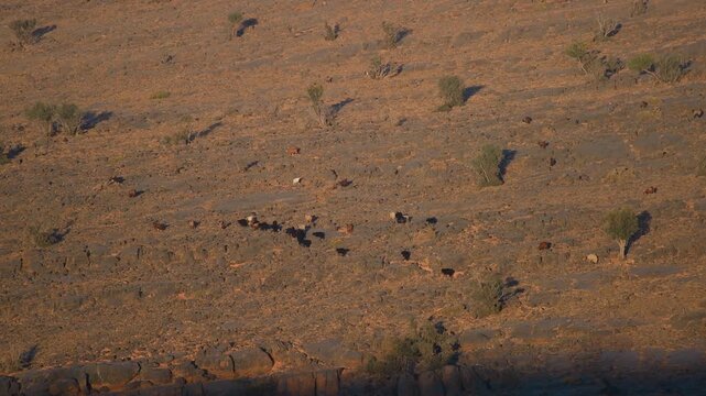 An aerial, high-angle shot captures a line of cattle moving across the dry, sun-baked landscape of Wadi Bani Khalid in Oman. The vast, open terrain is characterized by sparse vegetation and rocky grou
